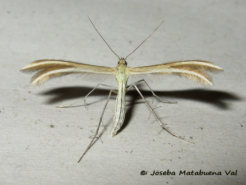 Merrifieldia leucodactyla - Pterophoridae ?